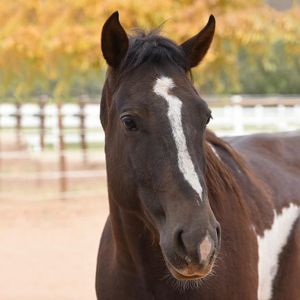 Tony, Senior Male unknown