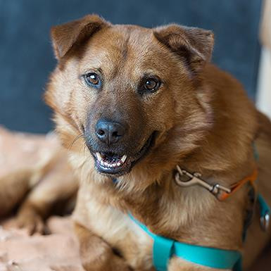 Gilmore, an adoptable Chow Chow in Kanab, UT, 84741 | Photo Image 1