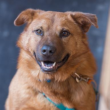 Gilmore, an adoptable Chow Chow in Kanab, UT, 84741 | Photo Image 2