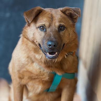 Gilmore, an adoptable Chow Chow in Kanab, UT, 84741 | Photo Image 2