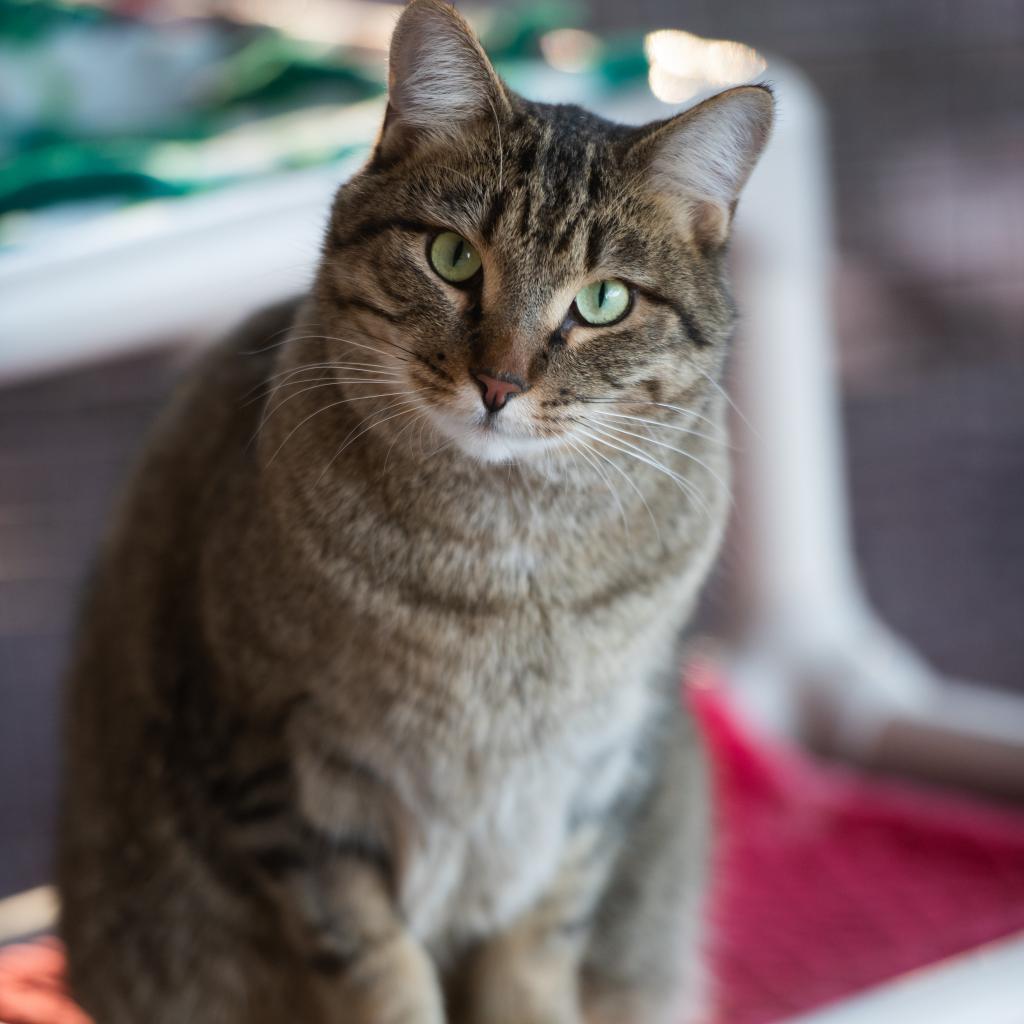 Jinksies, an adoptable Domestic Short Hair in Kanab, UT, 84741 | Photo Image 1