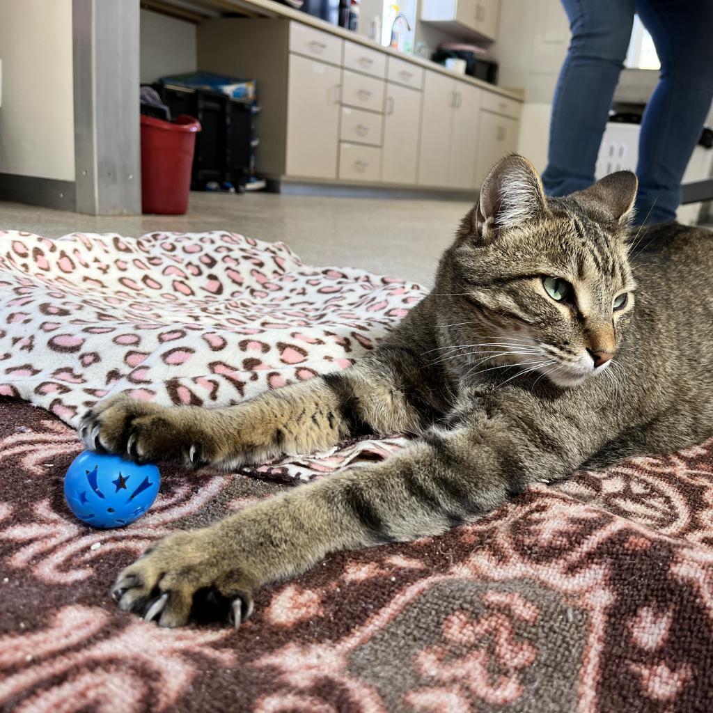 Jinksies, an adoptable Domestic Short Hair in Kanab, UT, 84741 | Photo Image 4