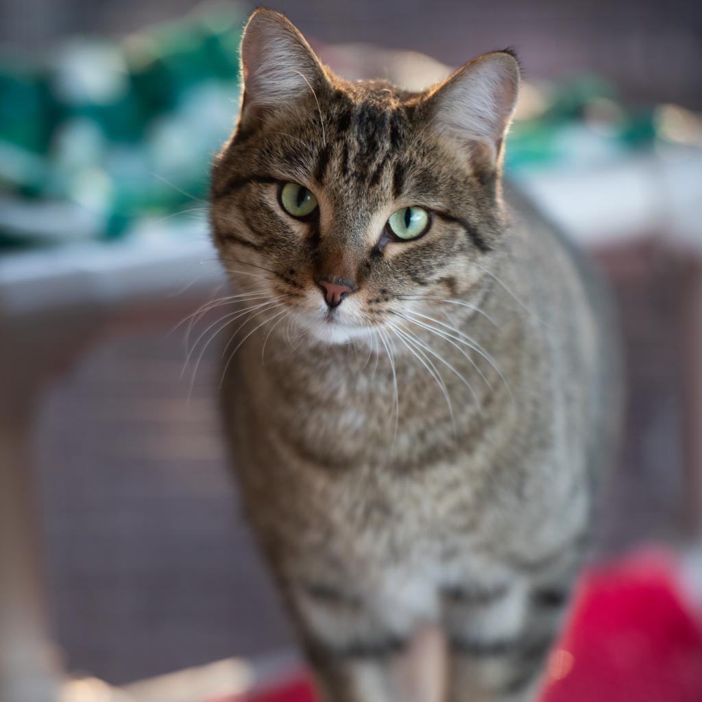 Jinksies, an adoptable Domestic Short Hair in Kanab, UT, 84741 | Photo Image 6