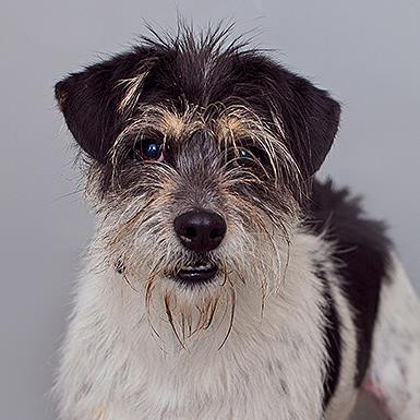 Domineo, an adoptable Terrier in Kanab, UT, 84741 | Photo Image 1