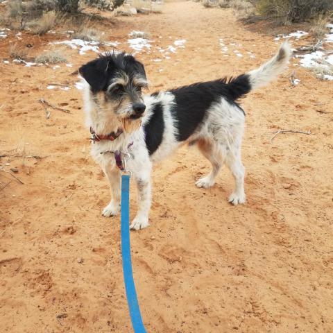 Domineo, an adoptable Terrier in Kanab, UT, 84741 | Photo Image 2