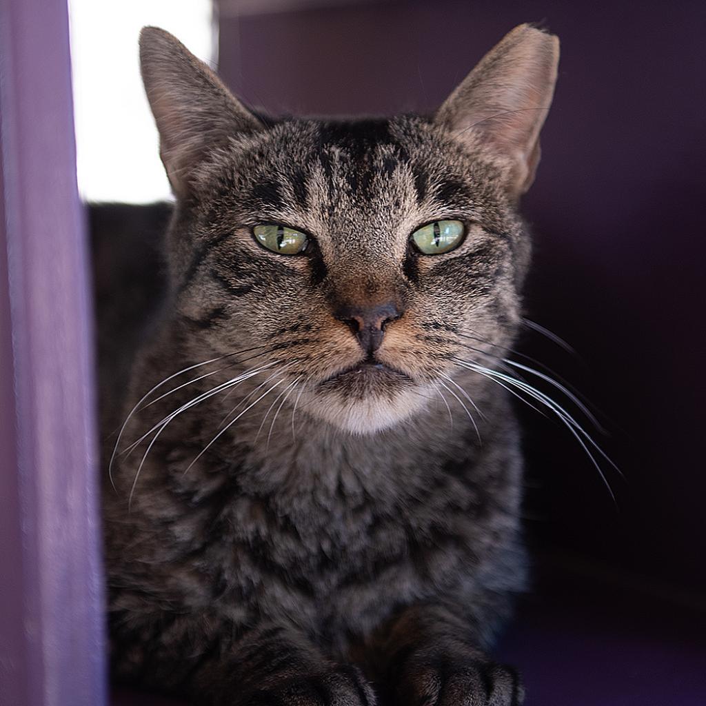 Bucky, an adoptable Domestic Short Hair in Kanab, UT, 84741 | Photo Image 1