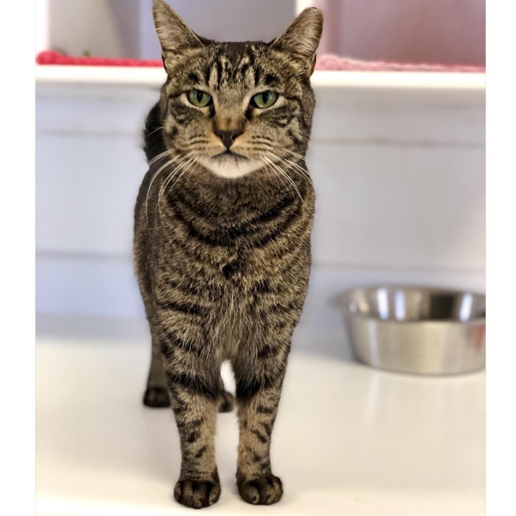 Bucky, an adoptable Domestic Short Hair in Kanab, UT, 84741 | Photo Image 1