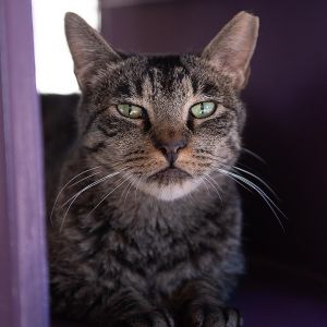 Bucky, Senior Male unknown