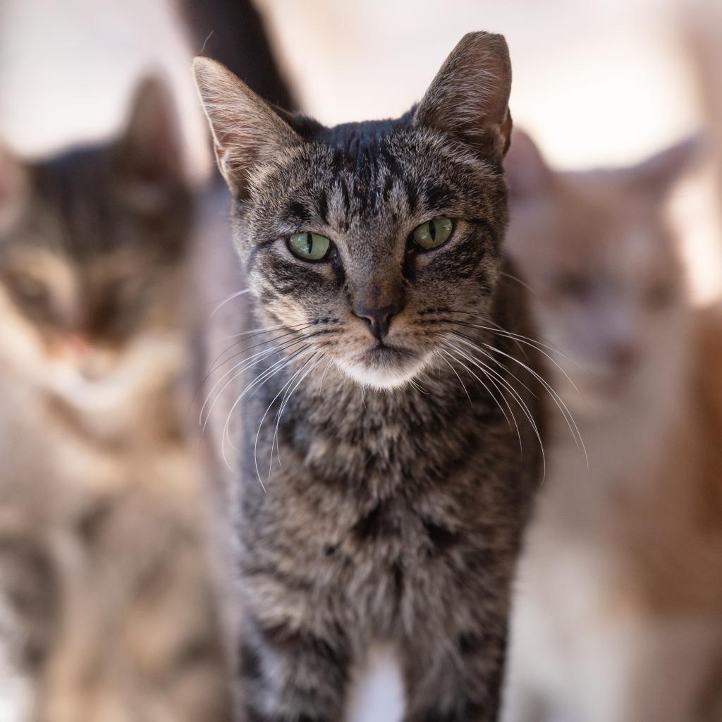 Bucky, an adoptable Domestic Short Hair in Kanab, UT, 84741 | Photo Image 3