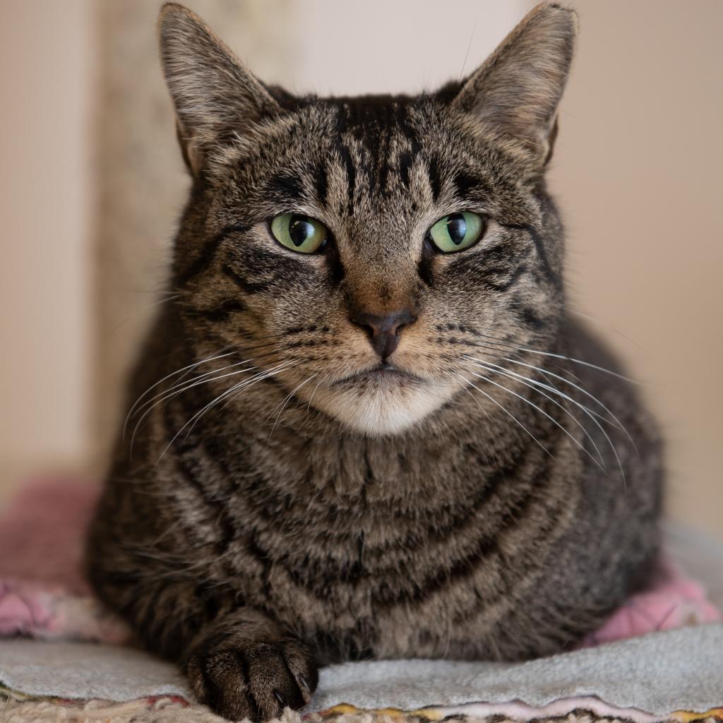 Bucky, an adoptable Domestic Short Hair in Kanab, UT, 84741 | Photo Image 4