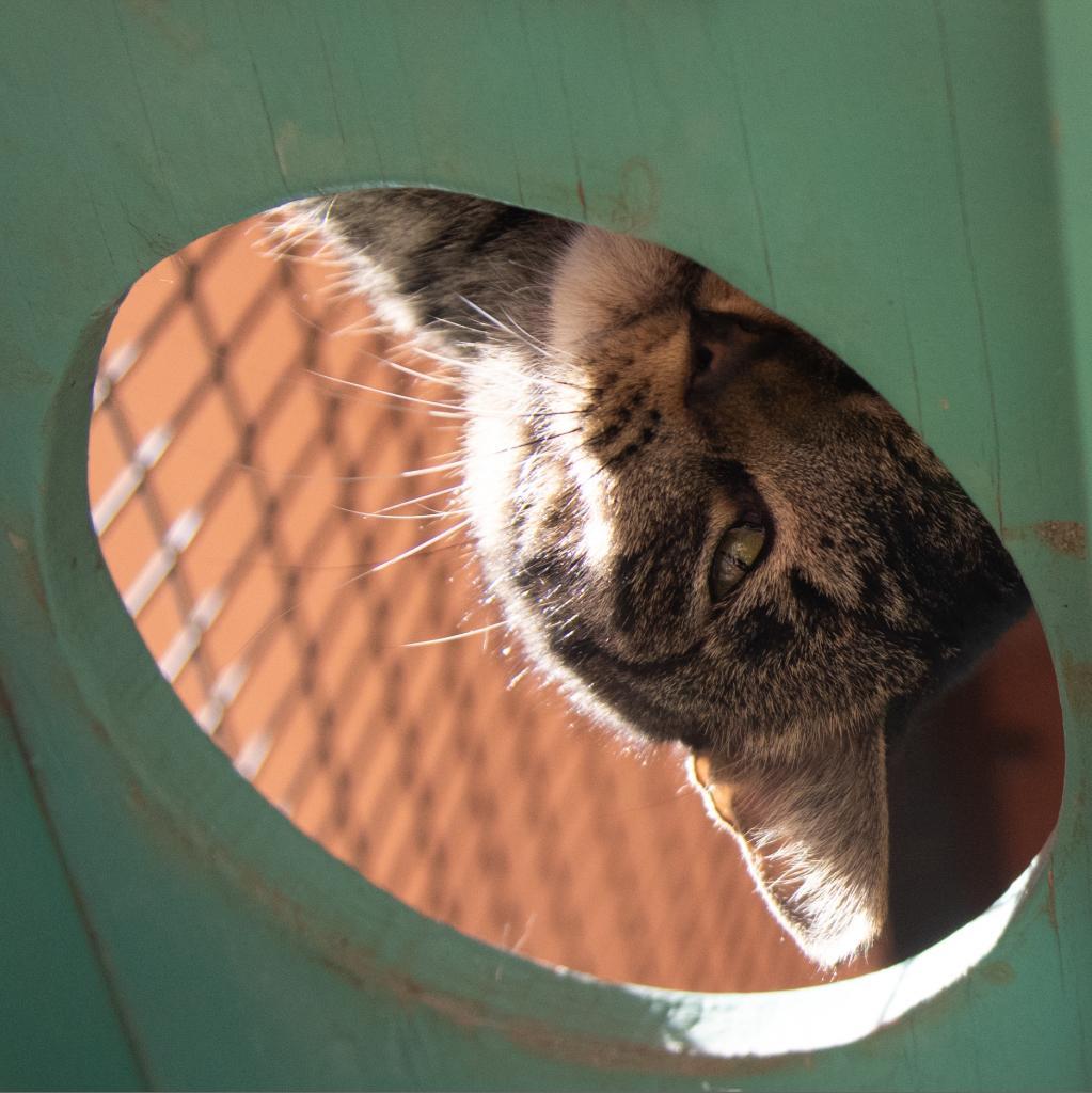 Bucky, an adoptable Domestic Short Hair in Kanab, UT, 84741 | Photo Image 5