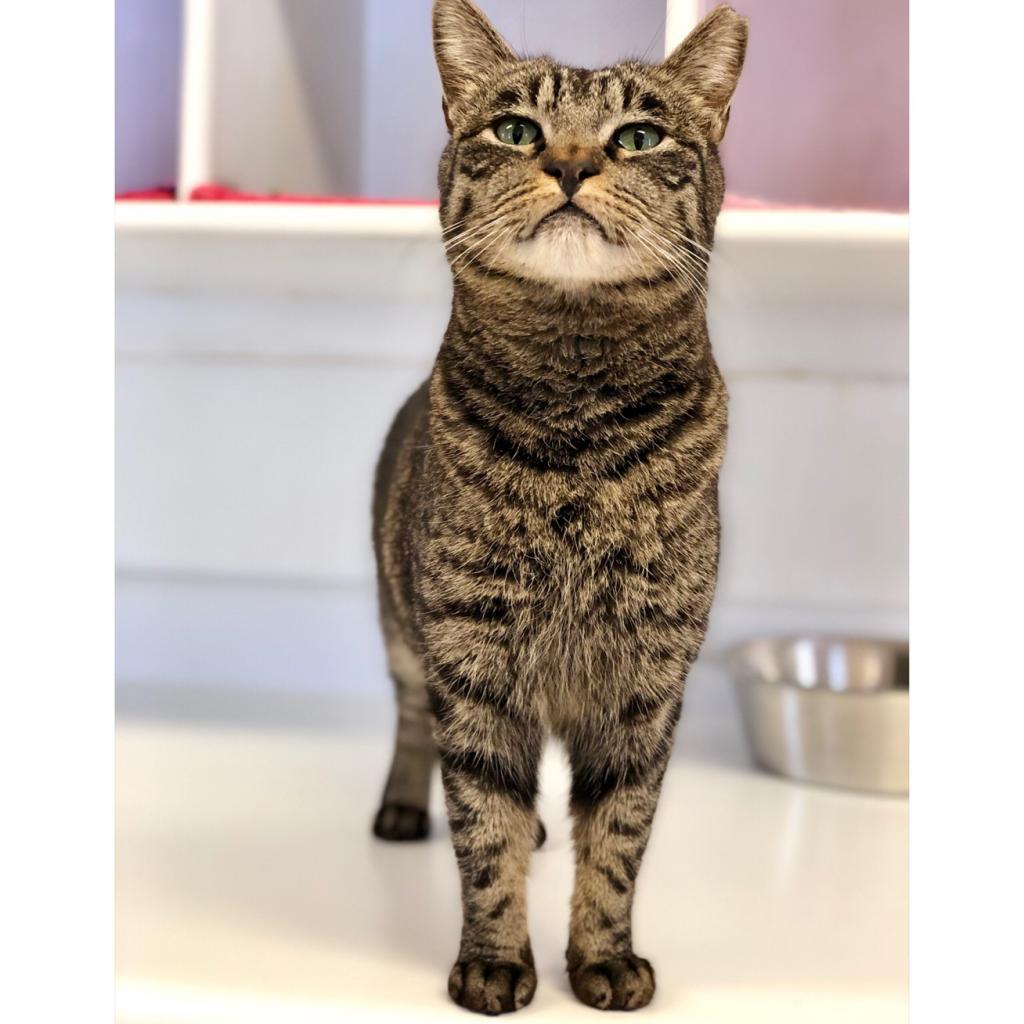 Bucky, an adoptable Domestic Short Hair in Kanab, UT, 84741 | Photo Image 6