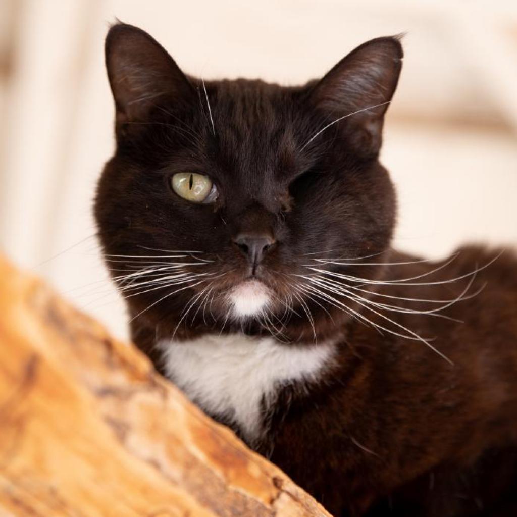 Premula, an adoptable Domestic Short Hair in Kanab, UT, 84741 | Photo Image 1