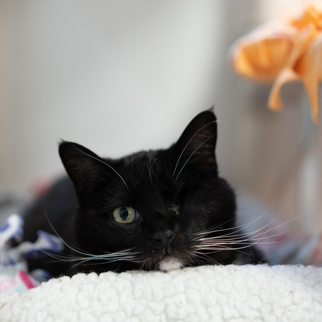 Premula, an adoptable Domestic Short Hair in Kanab, UT, 84741 | Photo Image 4