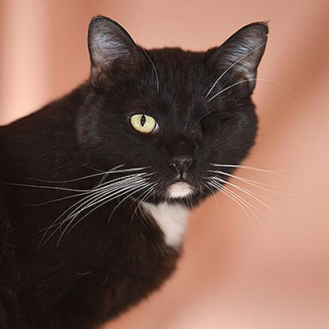 Premula, an adoptable Domestic Short Hair in Kanab, UT, 84741 | Photo Image 6