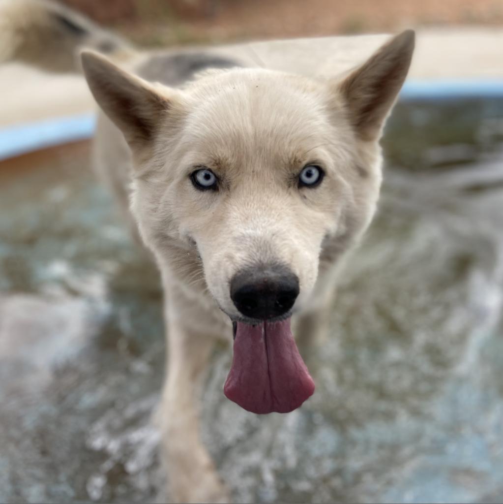 Phantom, an adoptable Siberian Husky in Kanab, UT, 84741 | Photo Image 1