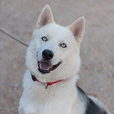 Phantom, an adoptable Siberian Husky in Kanab, UT, 84741 | Photo Image 2
