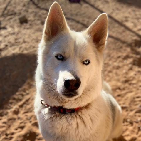 Phantom, an adoptable Siberian Husky in Kanab, UT, 84741 | Photo Image 3