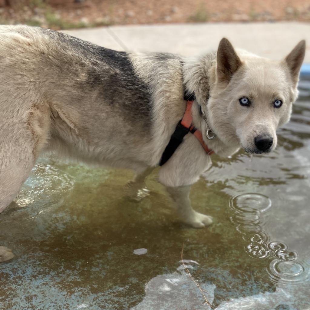 Phantom, an adoptable Siberian Husky in Kanab, UT, 84741 | Photo Image 3