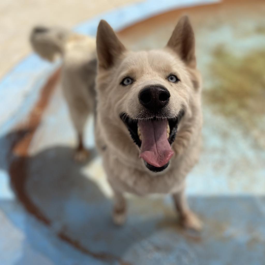 Phantom, an adoptable Siberian Husky in Kanab, UT, 84741 | Photo Image 4