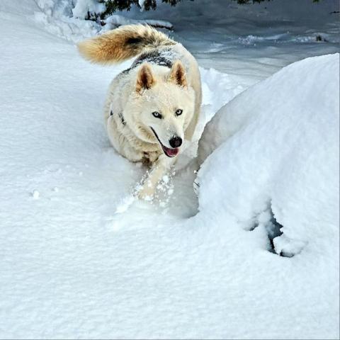Phantom, an adoptable Siberian Husky in Kanab, UT, 84741 | Photo Image 5