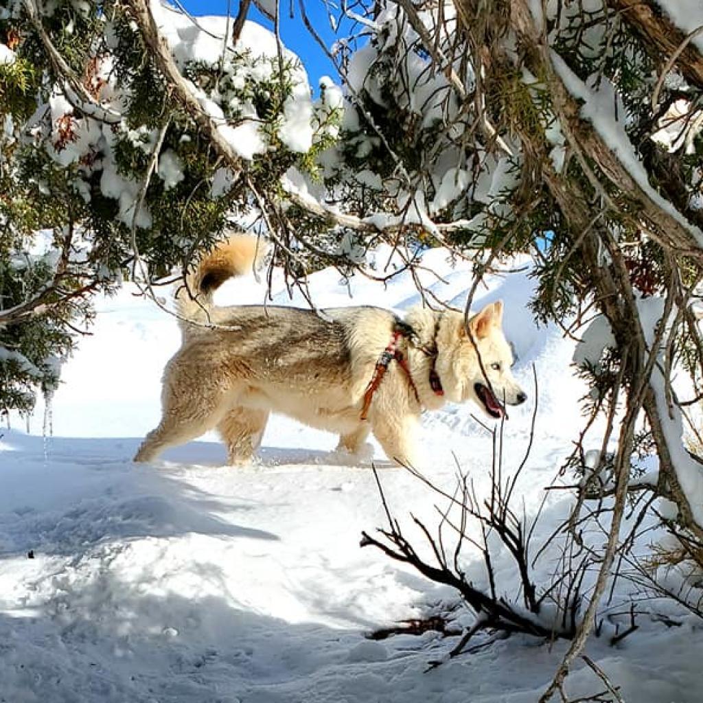 Phantom, an adoptable Siberian Husky in Kanab, UT, 84741 | Photo Image 6