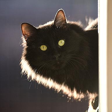 Pepe, an adoptable Domestic Long Hair in Kanab, UT, 84741 | Photo Image 1