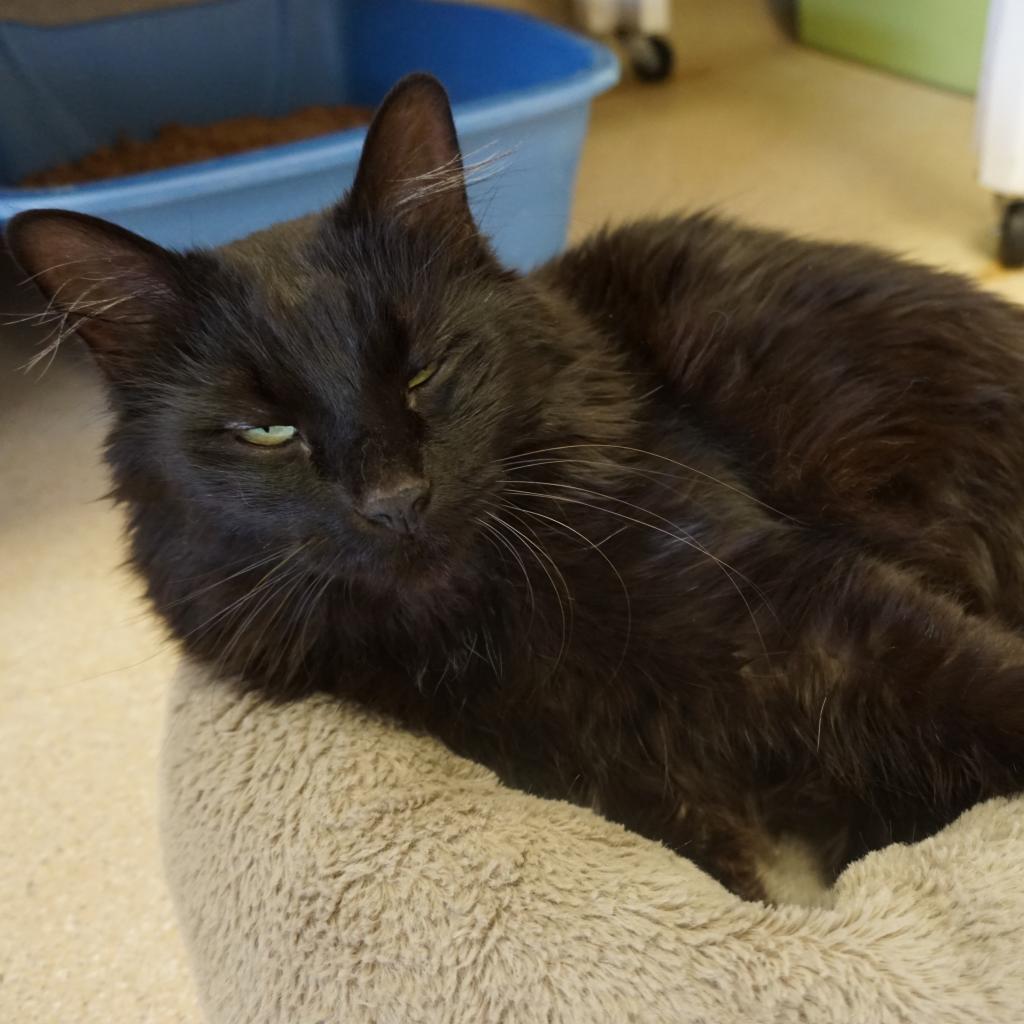 Pepe, an adoptable Domestic Long Hair in Kanab, UT, 84741 | Photo Image 3