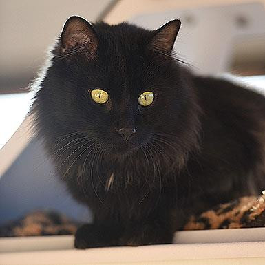 Pepe, an adoptable Domestic Long Hair in Kanab, UT, 84741 | Photo Image 4