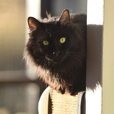 Pepe, an adoptable Domestic Long Hair in Kanab, UT, 84741 | Photo Image 5