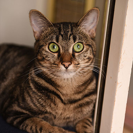 Natalie, an adoptable Domestic Short Hair in Kanab, UT, 84741 | Photo Image 1