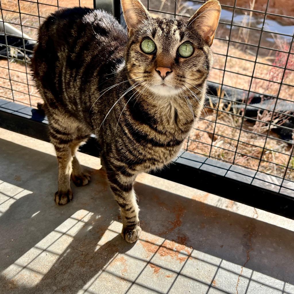 Natalie, an adoptable Domestic Short Hair in Kanab, UT, 84741 | Photo Image 3