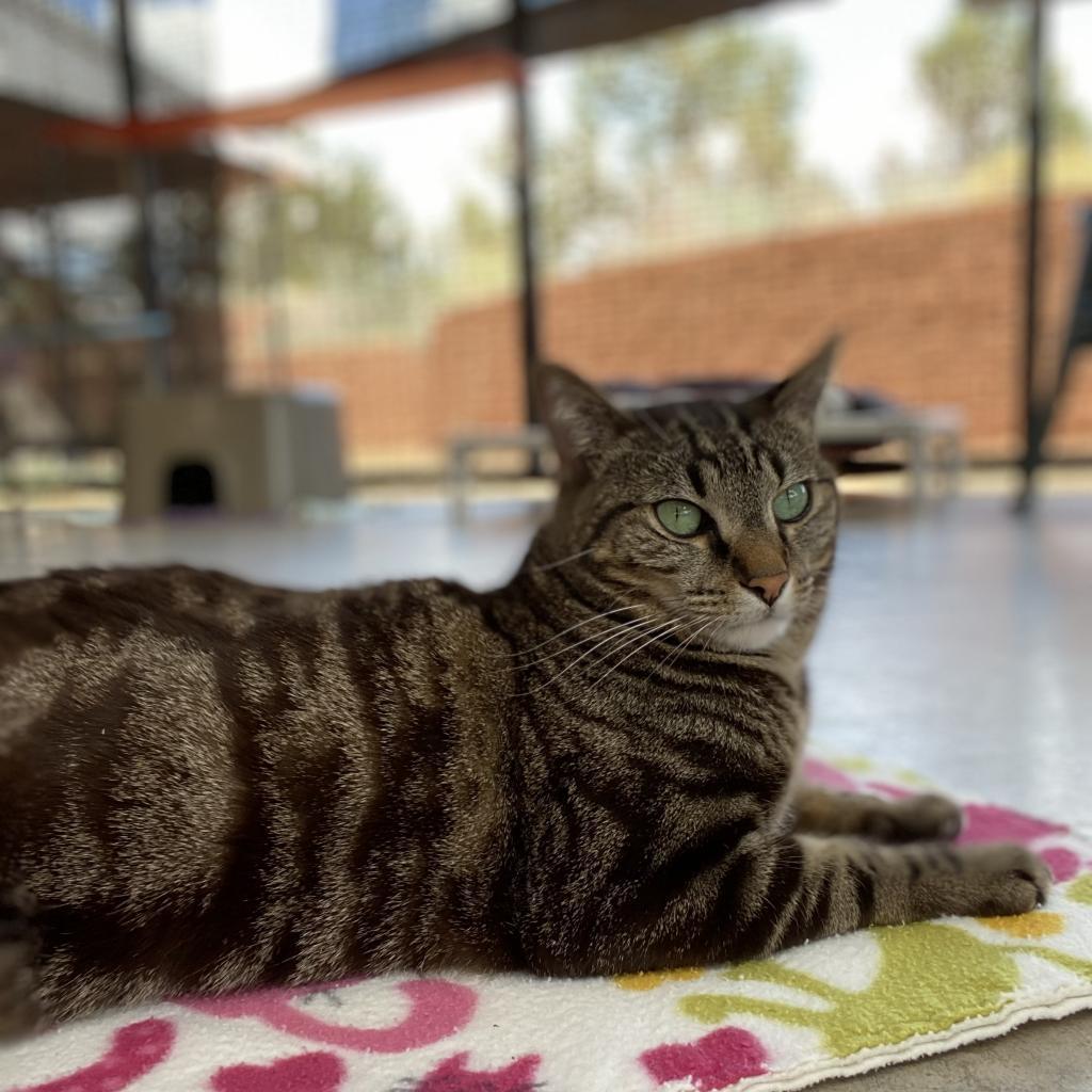 Natalie, an adoptable Domestic Short Hair in Kanab, UT, 84741 | Photo Image 4