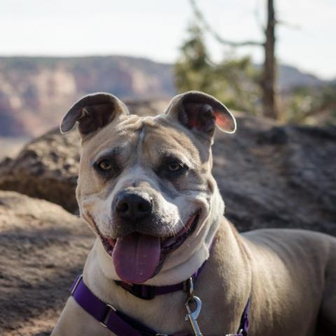 Barat, an adoptable Pit Bull Terrier in Kanab, UT, 84741 | Photo Image 2