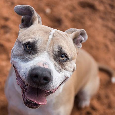 Barat, an adoptable Pit Bull Terrier in Kanab, UT, 84741 | Photo Image 2