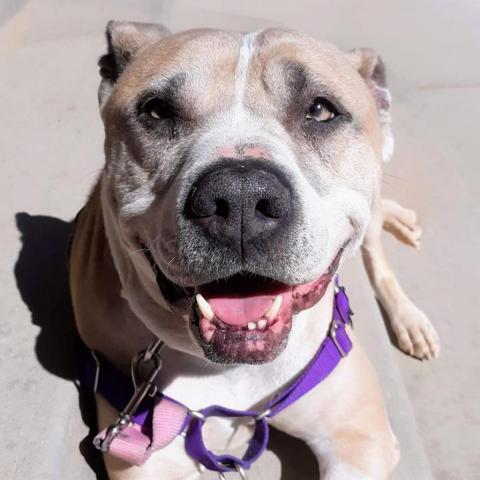 Barat, an adoptable Pit Bull Terrier in Kanab, UT, 84741 | Photo Image 3