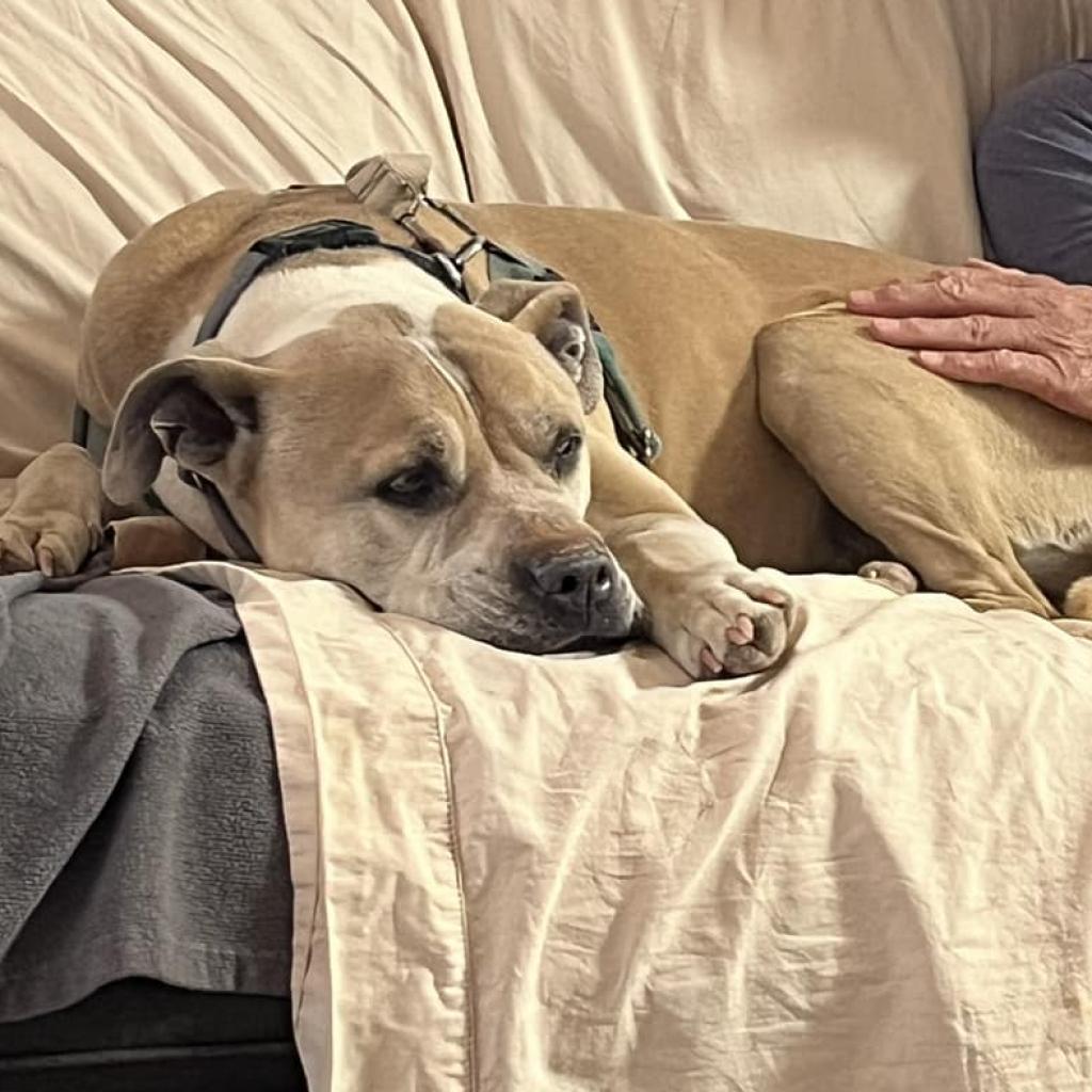 Barat, an adoptable Pit Bull Terrier in Kanab, UT, 84741 | Photo Image 3