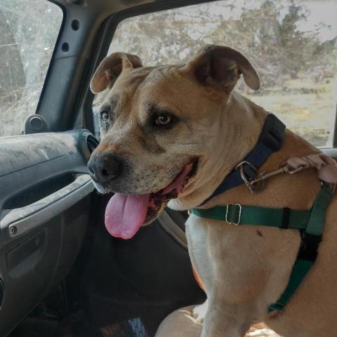 Barat, an adoptable Pit Bull Terrier in Kanab, UT, 84741 | Photo Image 4