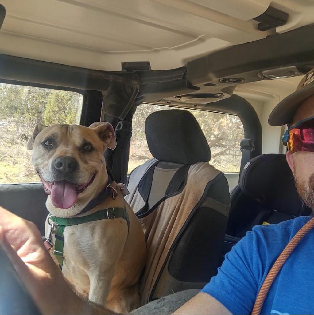 Barat, an adoptable Pit Bull Terrier in Kanab, UT, 84741 | Photo Image 4