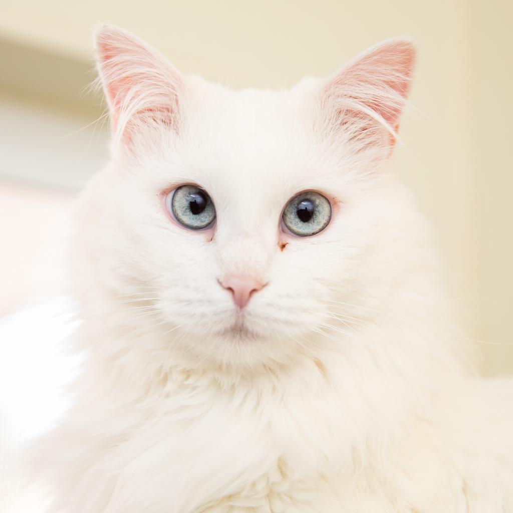 Zima, an adoptable Domestic Long Hair, Manx in Kanab, UT, 84741 | Photo Image 1