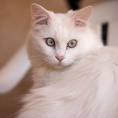 Zima, an adoptable Domestic Long Hair, Manx in Kanab, UT, 84741 | Photo Image 2