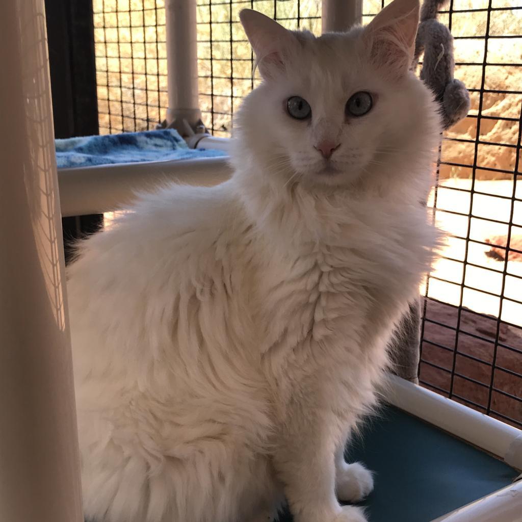 Zima, an adoptable Domestic Long Hair, Manx in Kanab, UT, 84741 | Photo Image 3