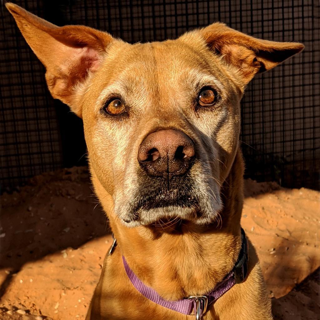 Sundance, an adoptable Vizsla in Kanab, UT, 84741 | Photo Image 1