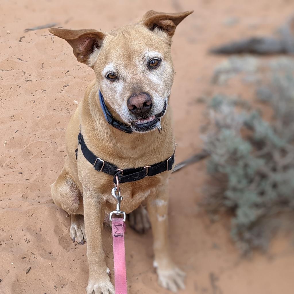 Sundance, an adoptable Vizsla in Kanab, UT, 84741 | Photo Image 3