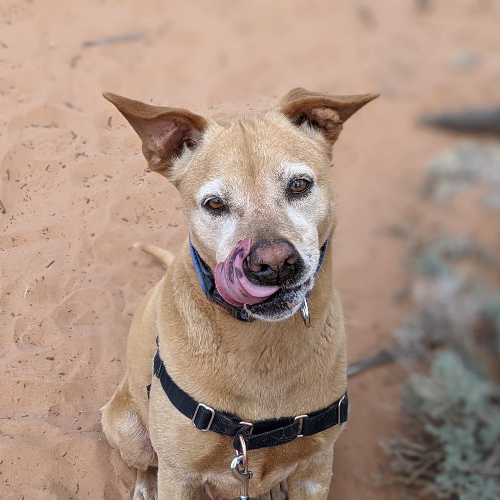 Sundance, an adoptable Vizsla in Kanab, UT, 84741 | Photo Image 4