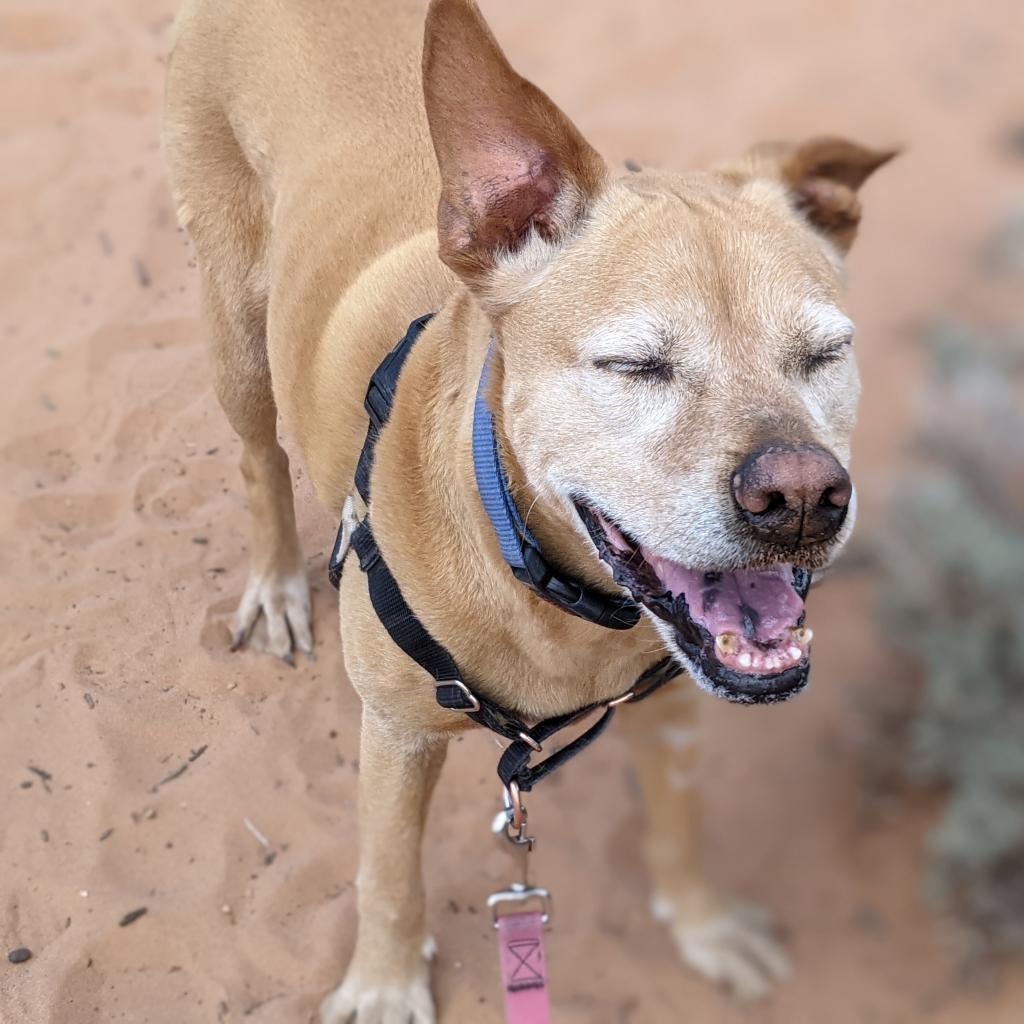 Sundance, an adoptable Vizsla in Kanab, UT, 84741 | Photo Image 5