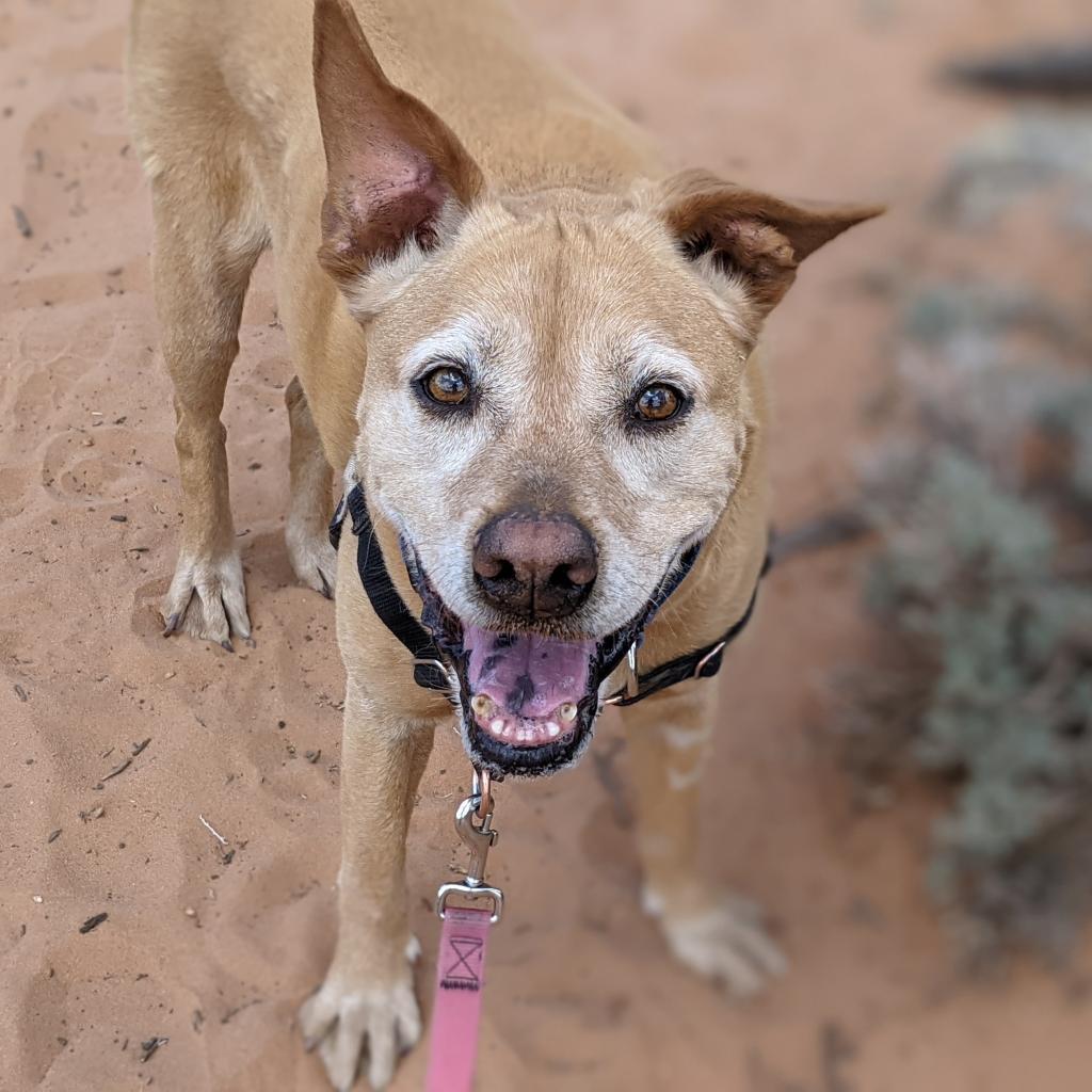 Sundance, an adoptable Vizsla in Kanab, UT, 84741 | Photo Image 6