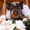Petunia photo 1
