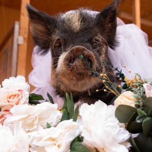 Petunia, Senior Female unknown