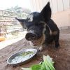 Petunia photo 2